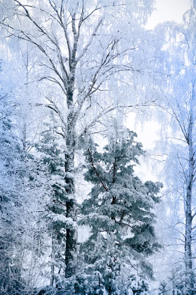 Зимний пейзаж — стоковое фото