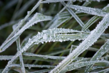 Ice crystals on grass clipart