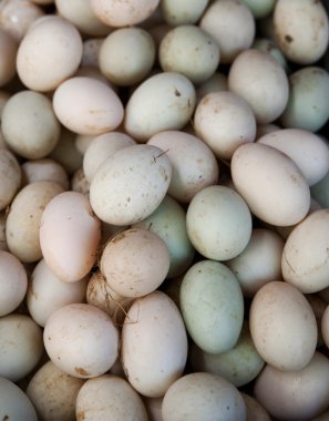 Ducks eggs clipart