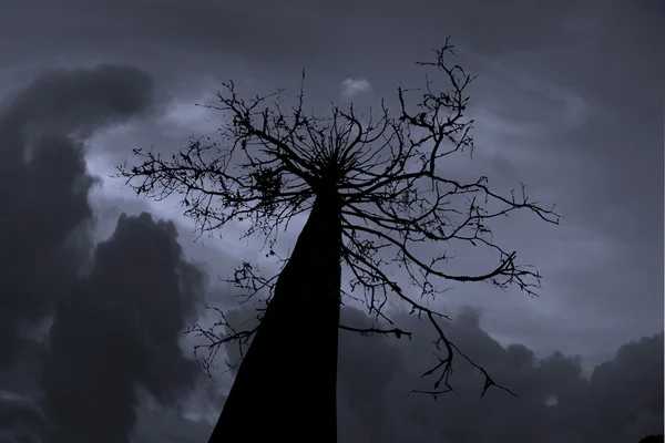 Árvore assustadora — Fotografia de Stock