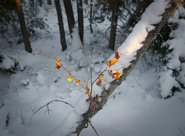 Sunshine on leaves on winter — Stock Photo, Image