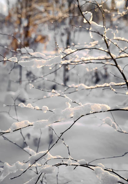 Snow in small tree — Stock Photo, Image
