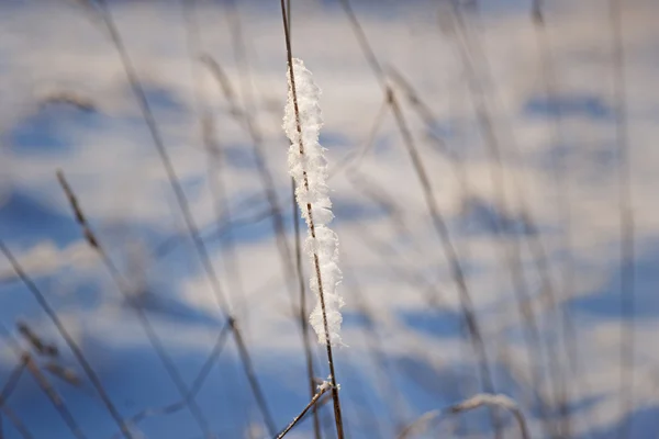 Gelo na grama — Fotografia de Stock