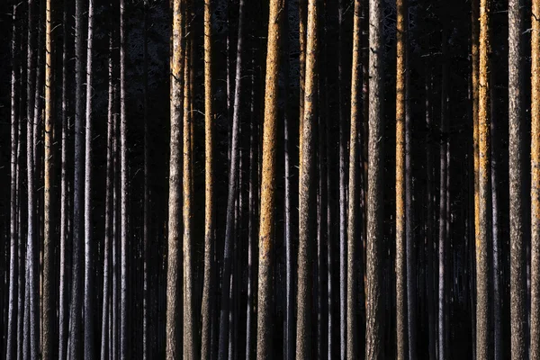 Pnie drzew — Zdjęcie stockowe
