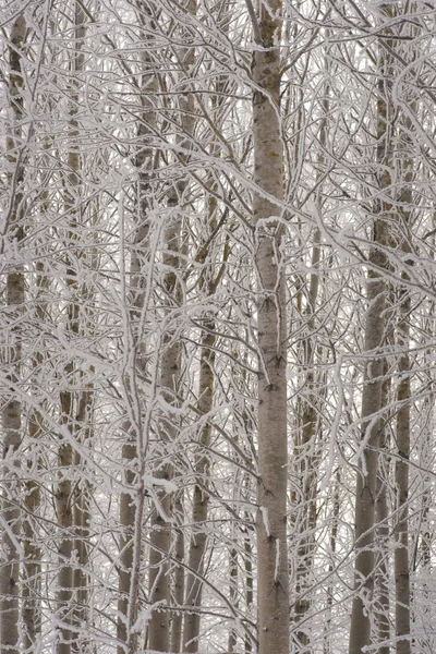 Aspen árvores no inverno — Fotografia de Stock