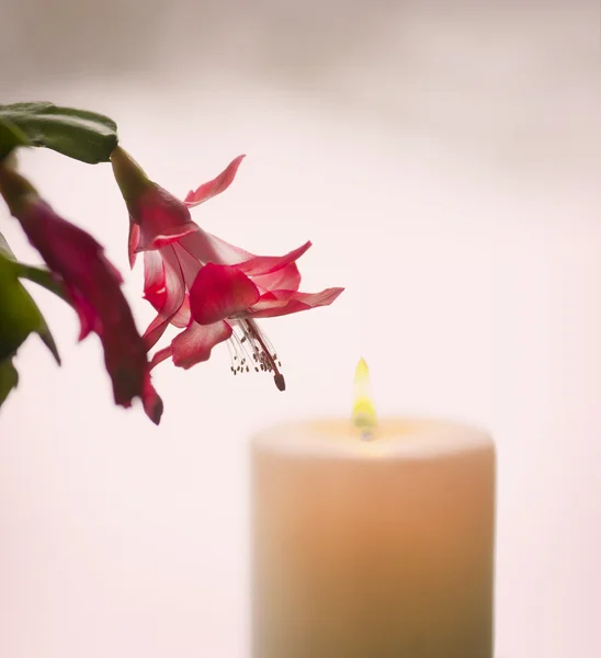 Kaktus a svíčka — Stock fotografie