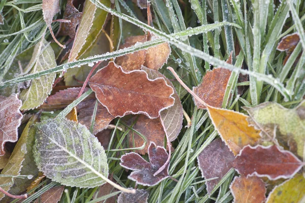 Hojas de otoño y hierba congelada — Foto de Stock