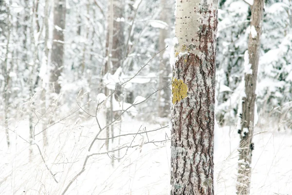Δέντρο το χειμώνα — Φωτογραφία Αρχείου