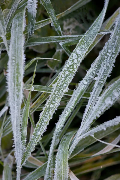 Кристаллы льда на траве — стоковое фото