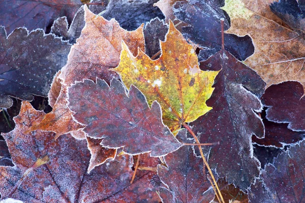 Folhas de outono com geada — Fotografia de Stock