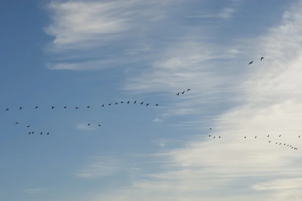 迁徙鸟类 — 图库照片