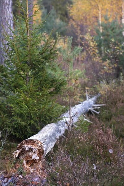 Bosque con árbol podrido — Foto de Stock