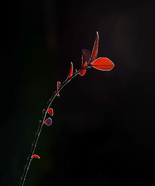 Röda höstlöv — Stockfoto