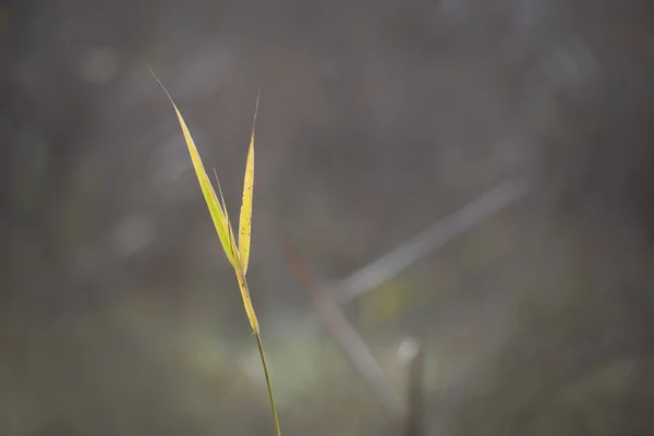 Frunze galbene — Fotografie, imagine de stoc