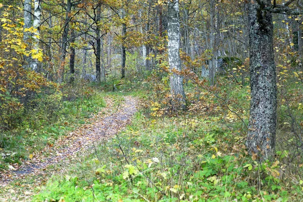 Foot path in autumn forest — Stock Photo, Image