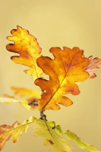 Oak leaves in autumn — Stock Photo, Image
