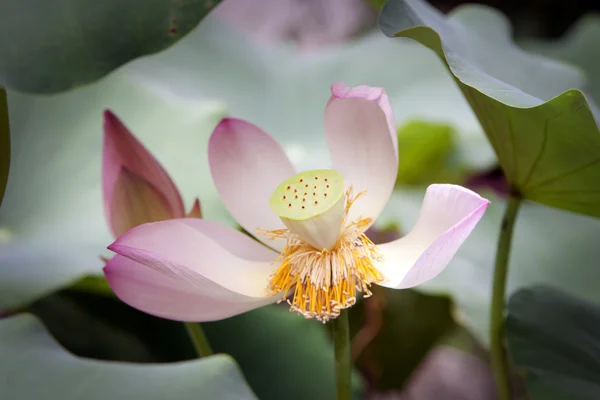 Lotusblüte — Stockfoto