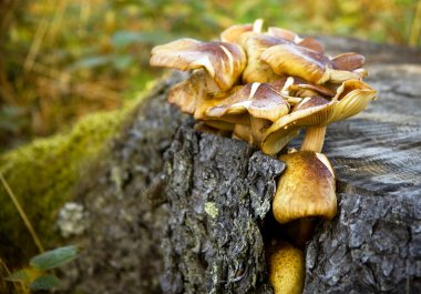 Mushrooms on tree stump clipart