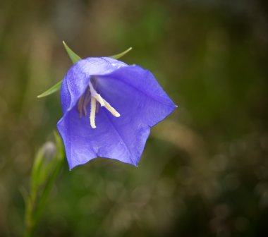 Bluebell yakın çekim