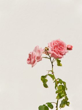 Pink rose in front of a white wall clipart