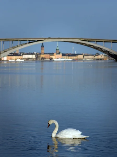 天鹅在斯德哥尔摩 — 图库照片