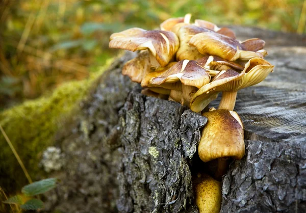 Mushrooms on tree stump — Stock Photo, Image