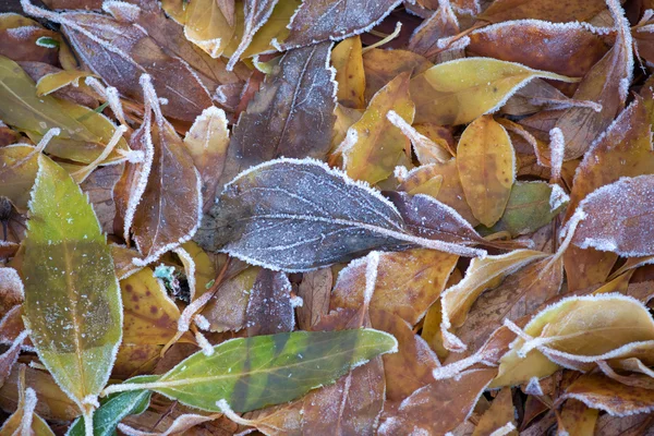 Folhas com cristais de gelo — Fotografia de Stock