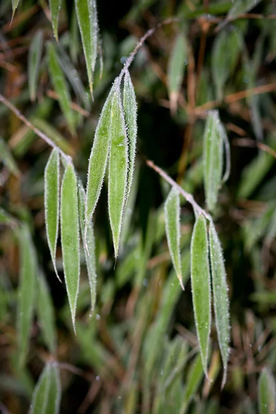 Bamboo with frost — Stock Photo, Image
