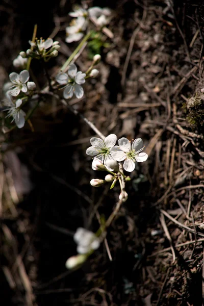 Veselé bílé květy — Stock fotografie