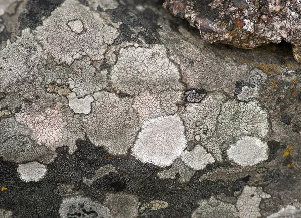 Pilz auf Felsen — Stockfoto