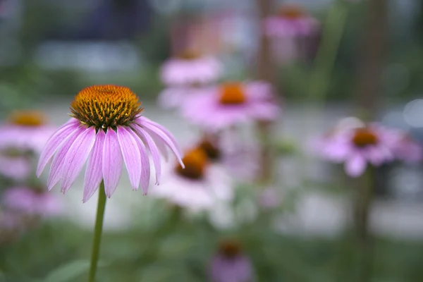 stock image Echinacea flower