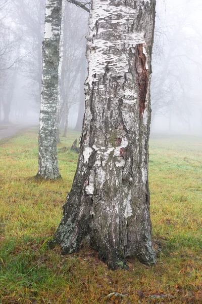 Birke im Nebel — Stockfoto
