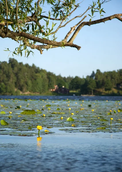 Yellow water lilies — Stok fotoğraf