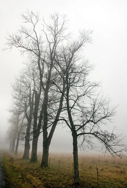 Träd i dimma — Stockfoto