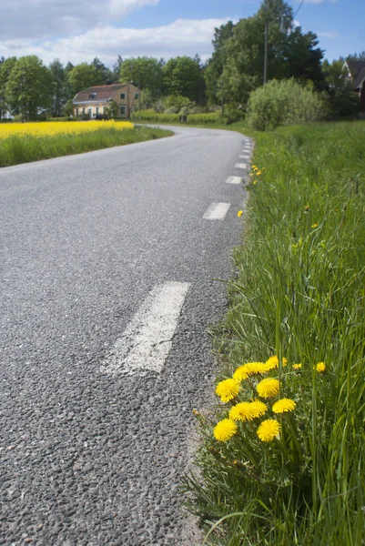 Country road wity dandelions — Stock Photo, Image