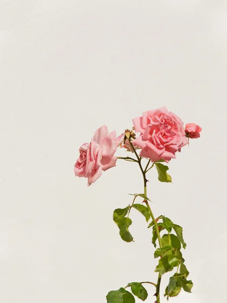 Roze roos voor een witte muur — Stockfoto