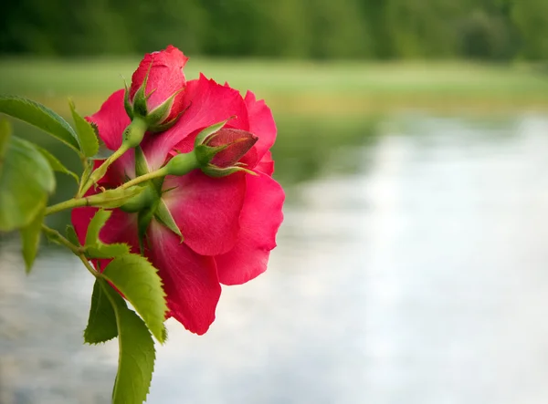 Czerwona róża i pąki — Zdjęcie stockowe