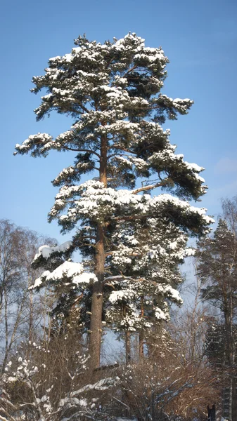 Pine tree in winter — Stock Photo, Image