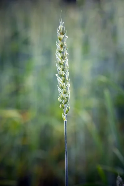 小麦在字段中 — 图库照片