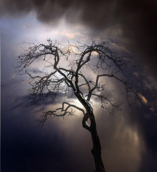 Silhouette of bare tree against interesting sky