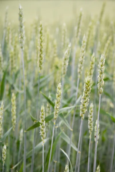Weizen auf dem Feld — Stockfoto