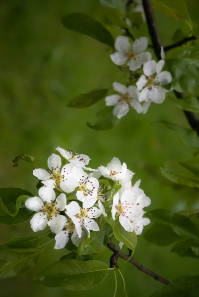 Çiçek açan armut ağacı — Stok fotoğraf