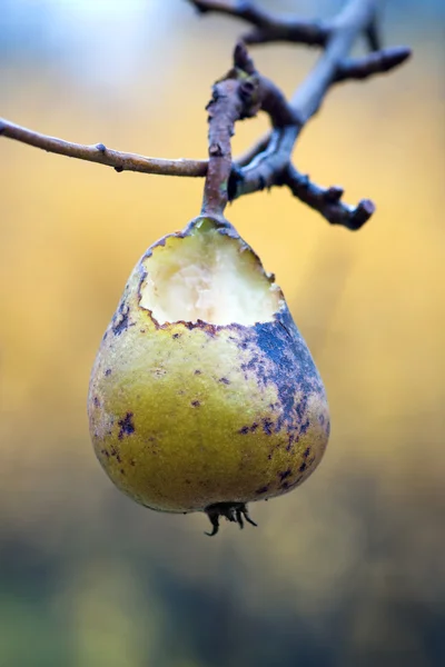 Pear ina tree — Stock Photo, Image