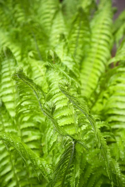 Fresh ferns in spring — Stock Photo, Image