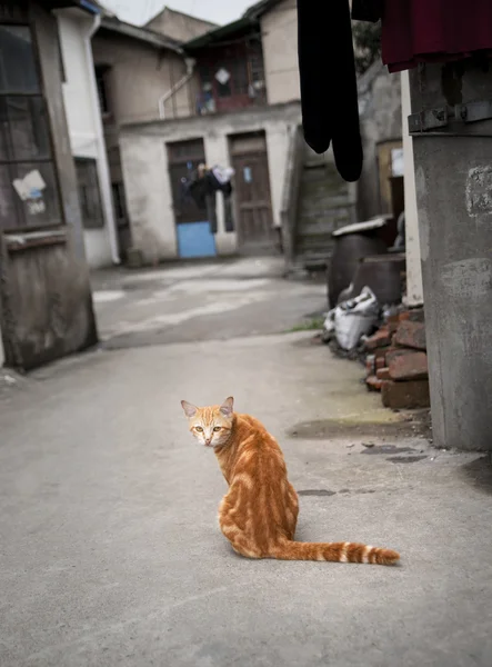 Rode kat in smalle straat — Stockfoto