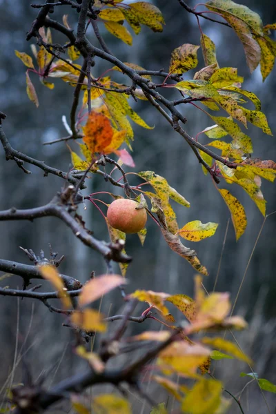 Яблоко в дереве — стоковое фото