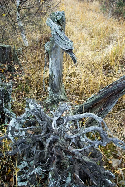 Ölü ağaç kök — Stok fotoğraf