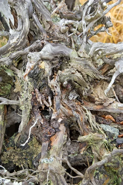 Kořen uschlého stromu — Stock fotografie