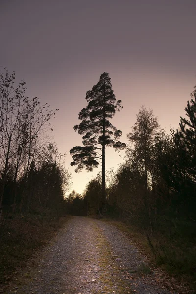Pine tree on purple sky — Stock Photo, Image