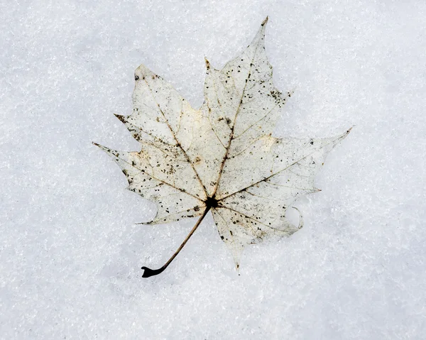在雪中的枫叶 — 图库照片
